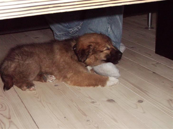 Islandsk fårehund James - (9 uger) - Første dag i mit nye hjem. billede 4