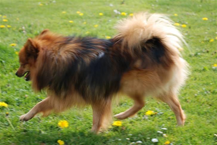 Mittelspitz Bamse billede 14