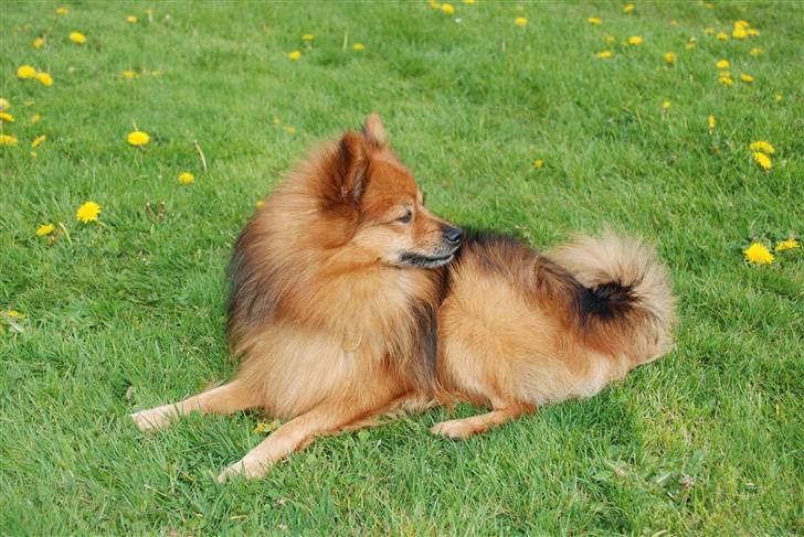 Mittelspitz Bamse billede 15