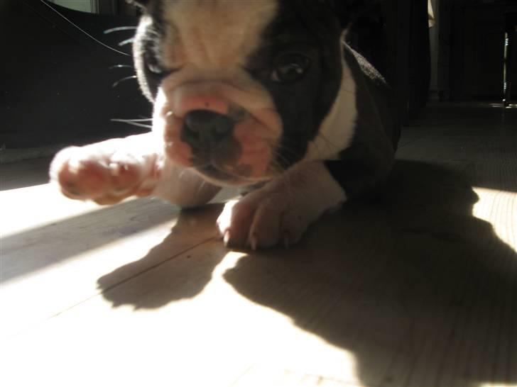 Boston terrier Nelly billede 7