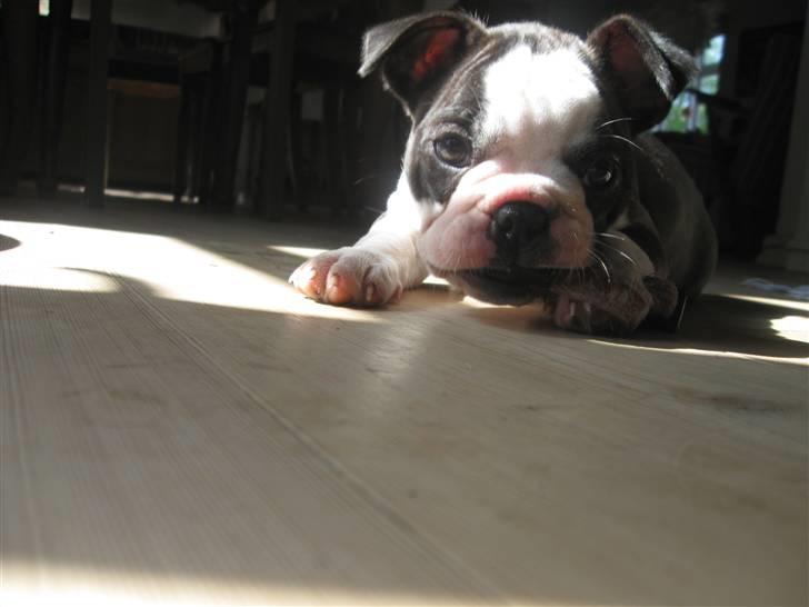 Boston terrier Nelly billede 8