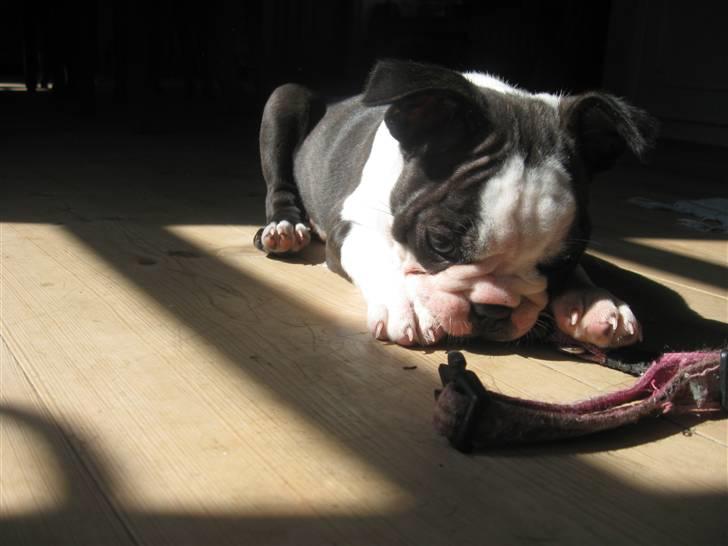 Boston terrier Nelly billede 9