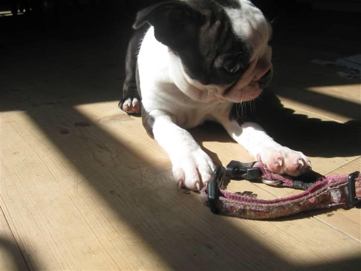 Boston terrier Nelly billede 10