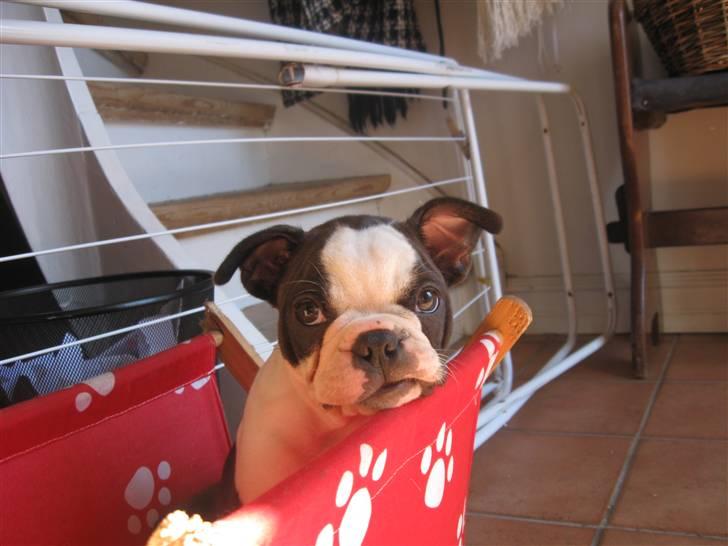 Boston terrier Nelly billede 11