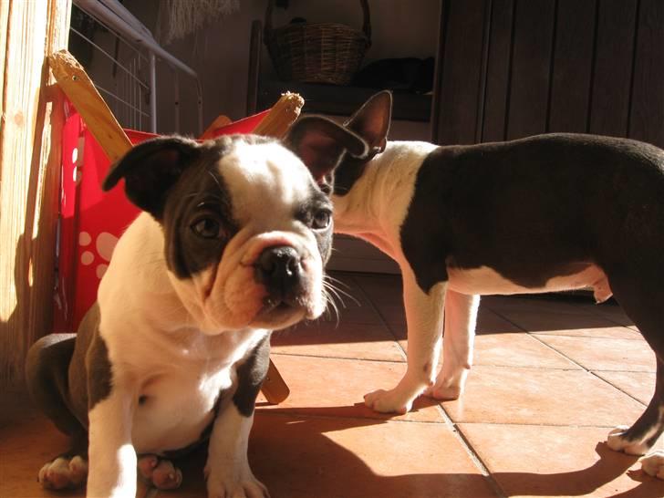 Boston terrier Nelly billede 12