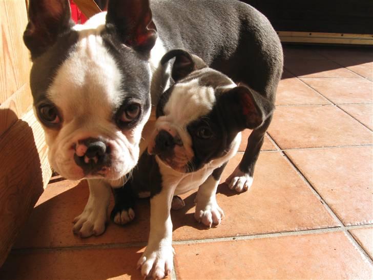 Boston terrier Nelly billede 13