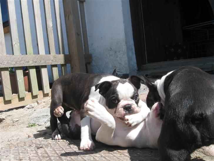 Boston terrier Nelly billede 14