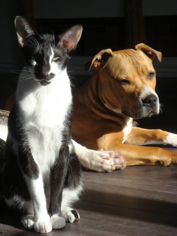 Amerikansk staffordshire terrier Evander billede 16