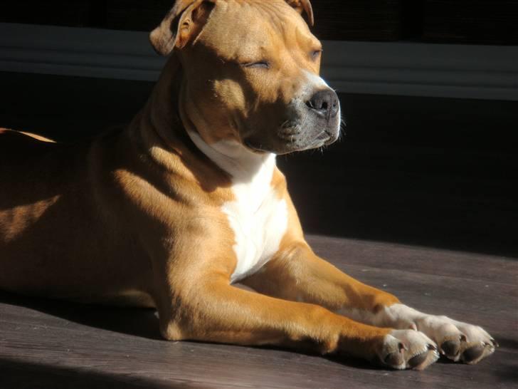 Amerikansk staffordshire terrier Evander billede 17