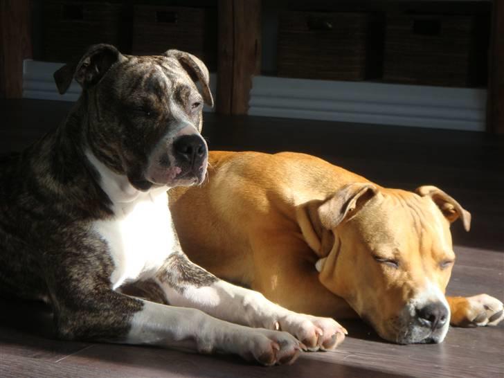 Amerikansk staffordshire terrier Evander billede 18