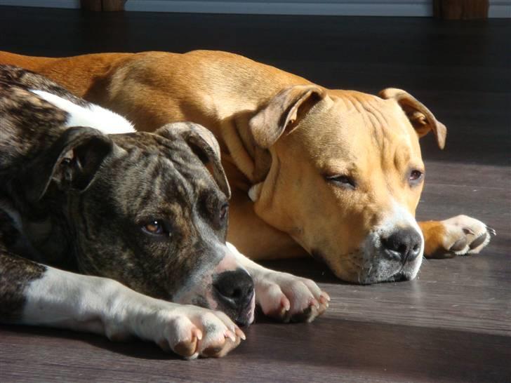 Amerikansk staffordshire terrier Junior billede 18