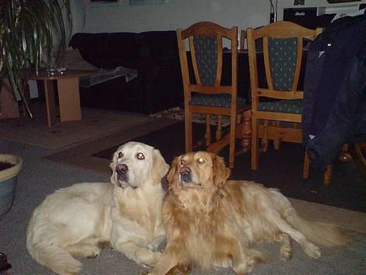 Golden retriever Gismo - Billedet er fra 2007, hvor han blev passet hos Michael og Stine i nogle dage. Her ses han med Balto, som han er rigtig gode venner med! :) billede 10