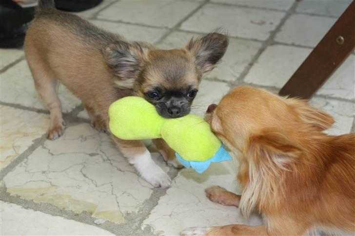 Chihuahua *Pixie <3* billede 9