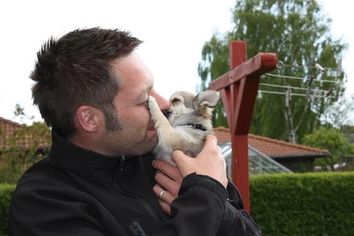 Chihuahua *Elliot <3* billede 19