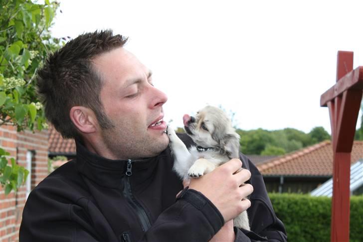 Chihuahua *Elliot <3* billede 20