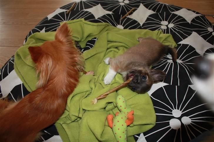 Chihuahua *Pixie <3* billede 10