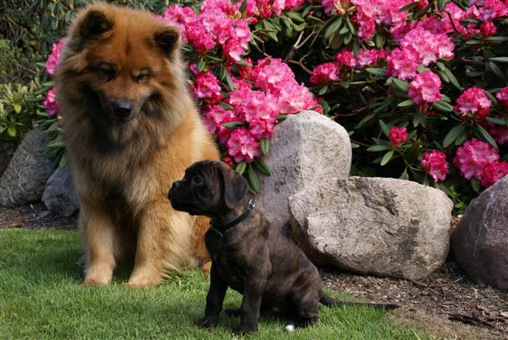 Boxer Kennel Keni's Kia - hjemme ved "mormor" og møde hendes forhåbentlige gode ven Aslak.. billede 10