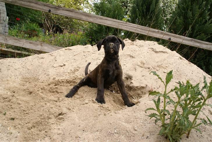 Boxer Kennel Keni's Kia - Queen of the sand pile! tra ta taaa billede 11