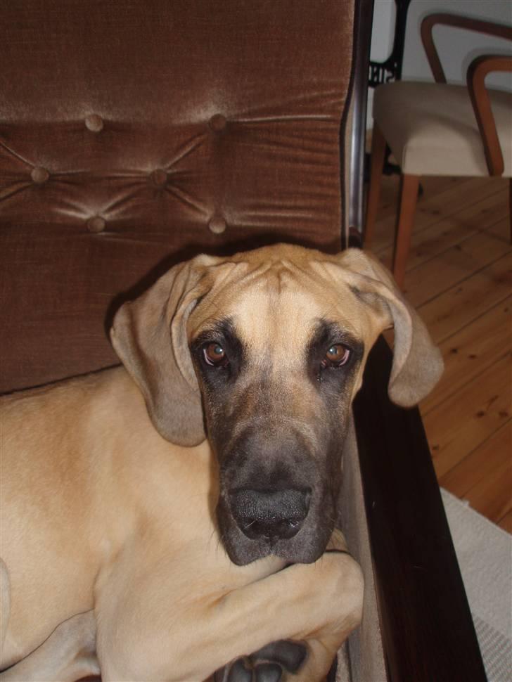 Grand danois Freya - Min stol!!! billede 6