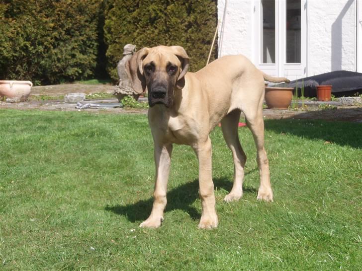 Grand danois Freya - 20 uger billede 7