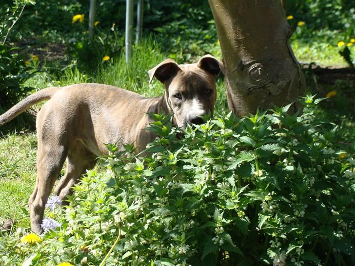 Amerikansk staffordshire terrier Emma - Emma billede 8