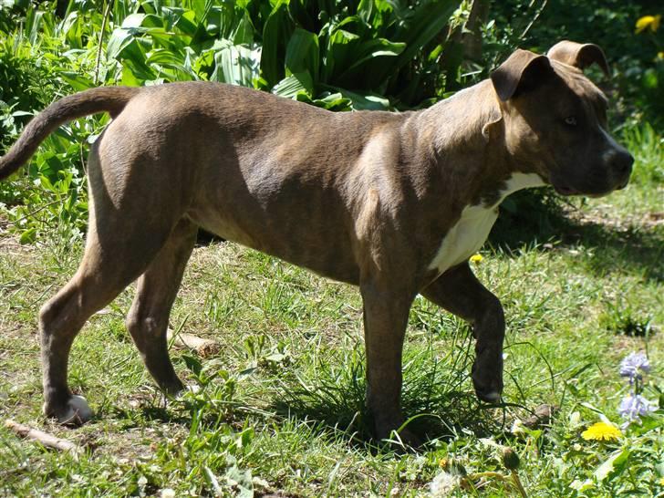 Amerikansk staffordshire terrier Emma - Emma billede 9
