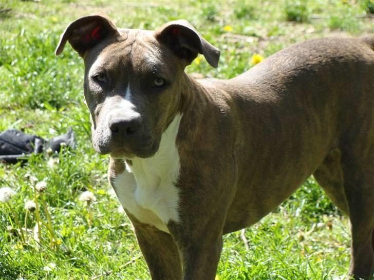 Amerikansk staffordshire terrier Emma - Emma billede 10