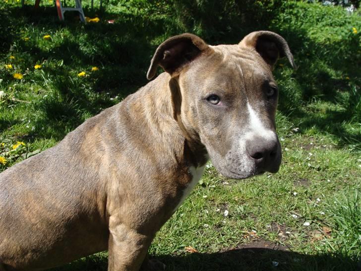 Amerikansk staffordshire terrier Emma - Emma billede 11