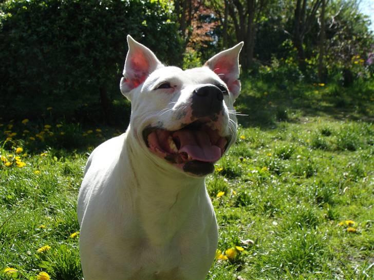 Amerikansk staffordshire terrier kaya - kaya billede 9