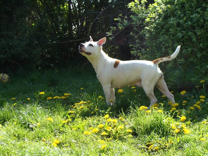 Amerikansk staffordshire terrier kaya - kaya billede 10