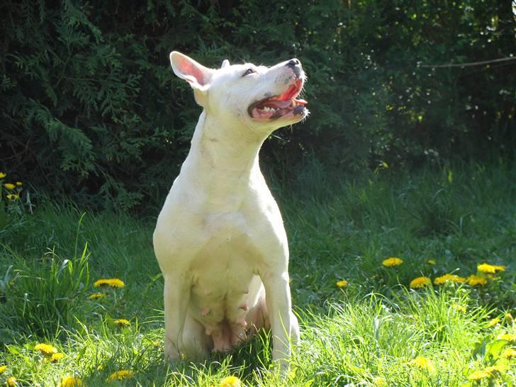 Amerikansk staffordshire terrier kaya - kaya billede 11