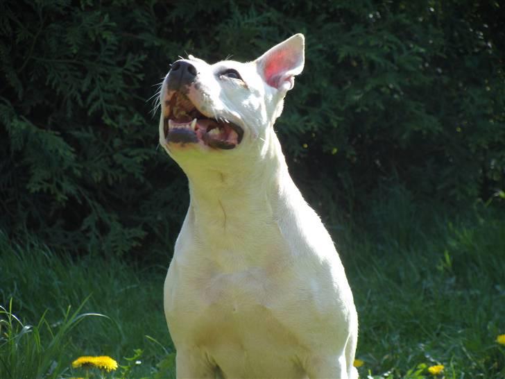 Amerikansk staffordshire terrier kaya - kaya billede 12