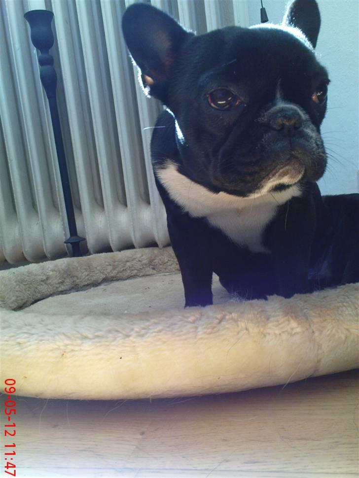 Fransk bulldog carla (RIP min elskede lille pige) billede 1