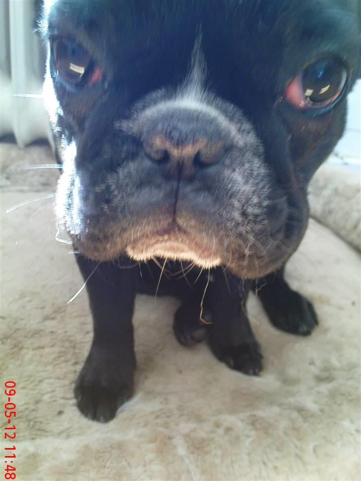 Fransk bulldog carla (RIP min elskede lille pige) billede 2