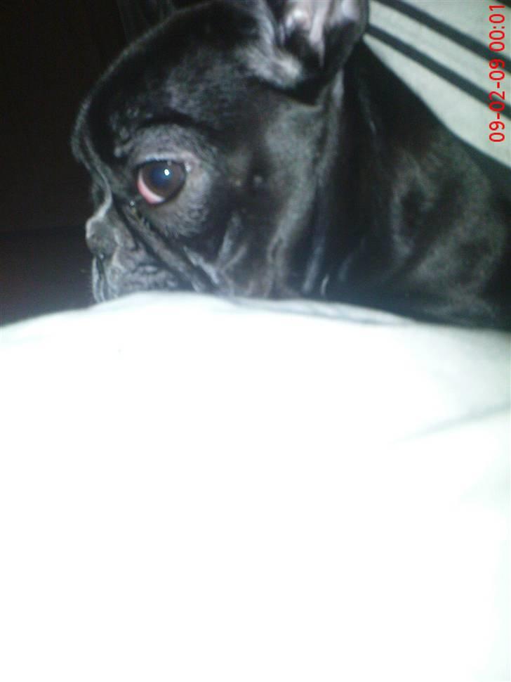 Fransk bulldog carla (RIP min elskede lille pige) billede 3