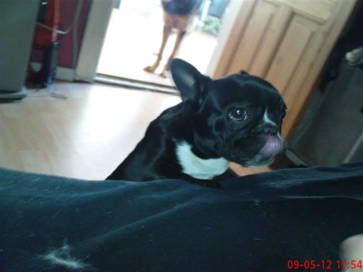 Fransk bulldog carla (RIP min elskede lille pige) billede 4