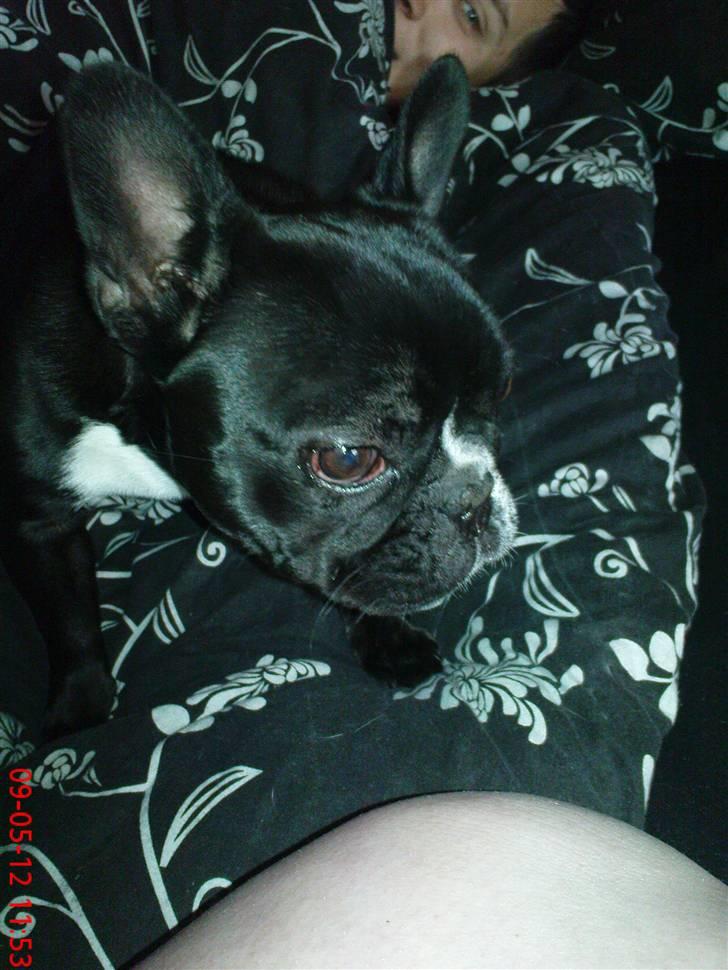 Fransk bulldog carla (RIP min elskede lille pige) billede 5