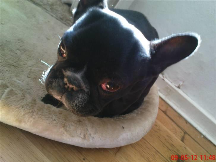 Fransk bulldog carla (RIP min elskede lille pige) billede 6