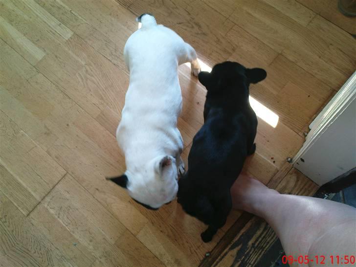 Fransk bulldog carla (RIP min elskede lille pige) billede 7