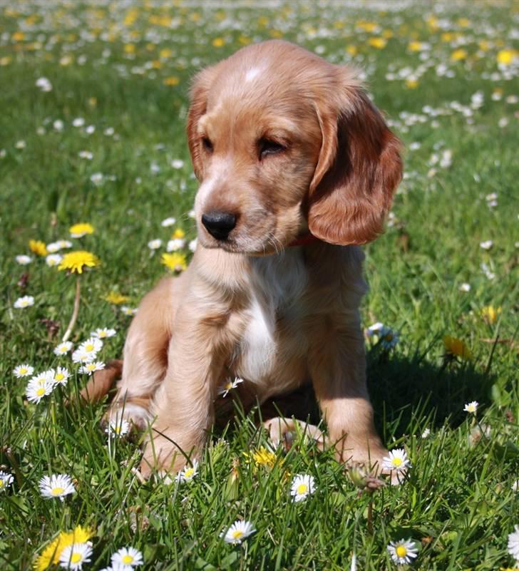 Cocker spaniel Tessa - Hendes smukke hoved billede 3