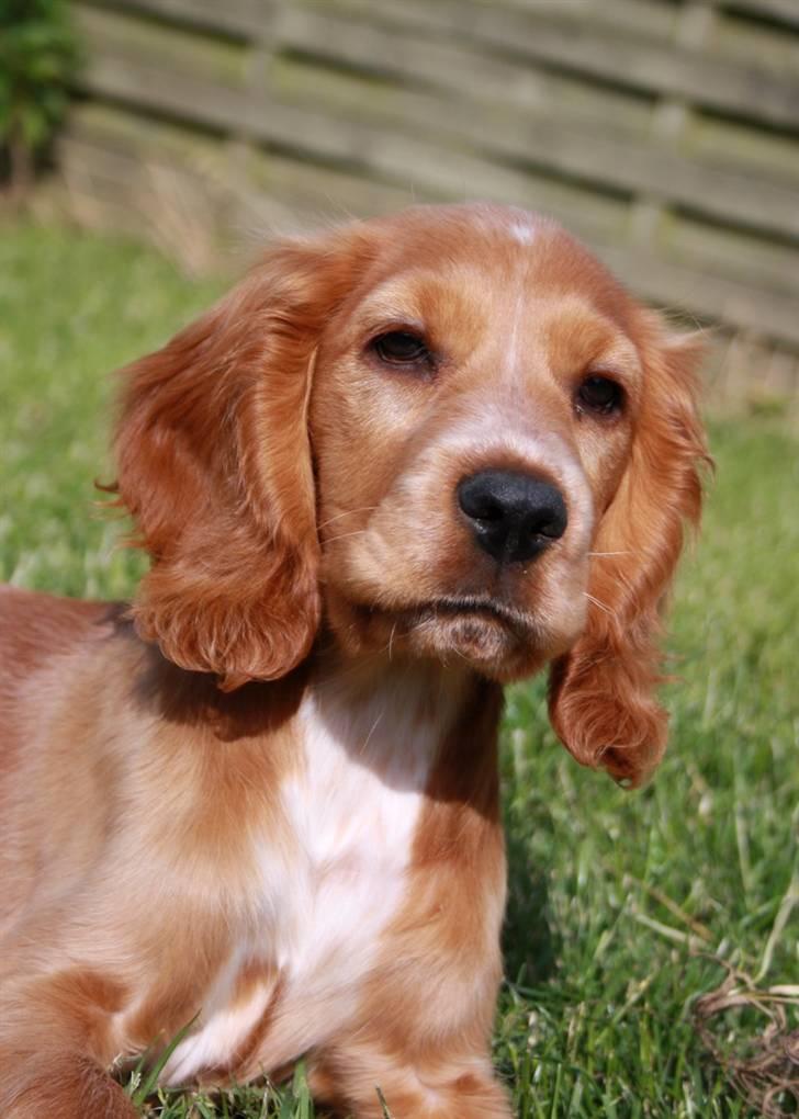 Cocker spaniel Tessa - smukke pigen 12 uger billede 4