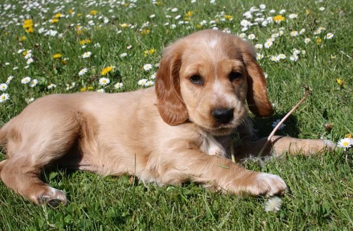 Cocker spaniel Tessa - hygger billede 5