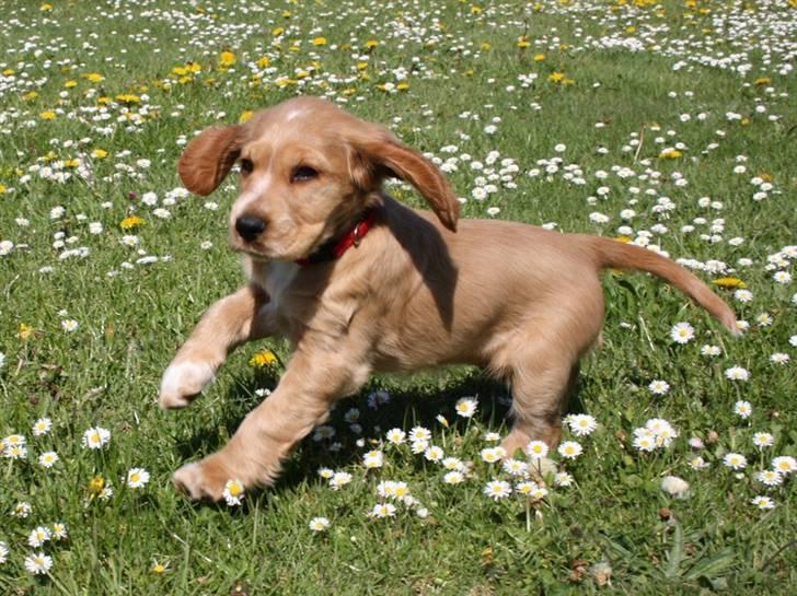 Cocker spaniel Tessa - igen i fuld fart billede 6