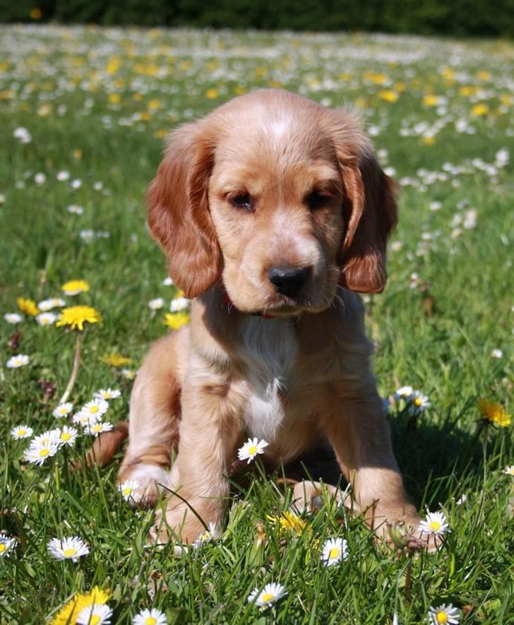 Cocker spaniel Tessa - fine hoved billede 8