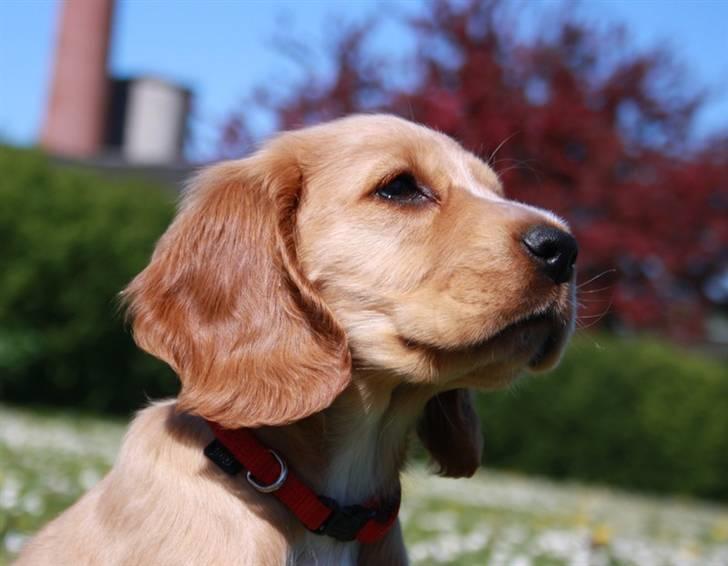Cocker spaniel Tessa - stå og titter billede 9