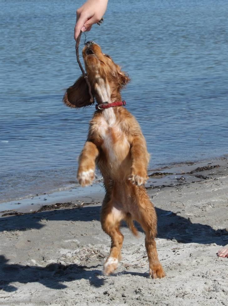 Cocker spaniel Tessa - 13 uger billede 10