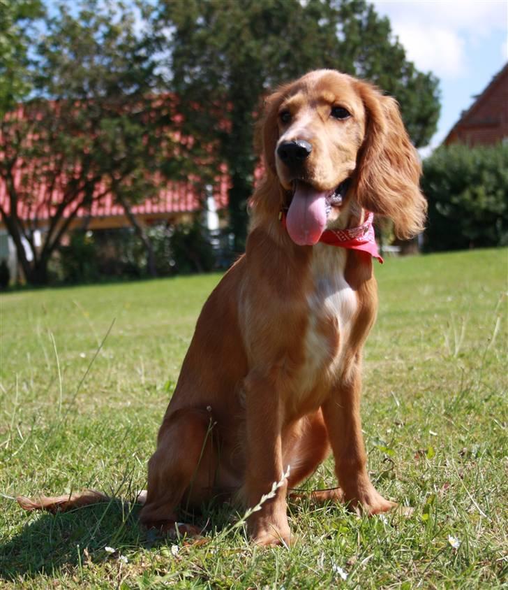 Cocker spaniel Tessa - Smukke pigen 12 aug 2009 billede 11
