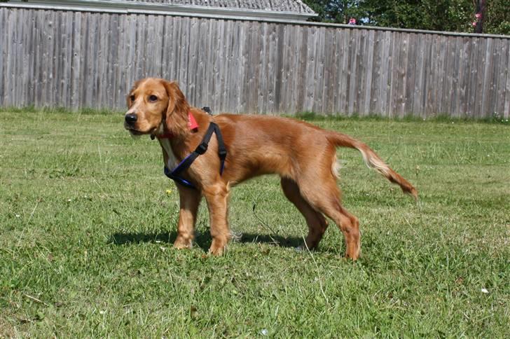 Cocker spaniel Tessa - Tessa som er blevet stooor. 12 aug. 2009 billede 12