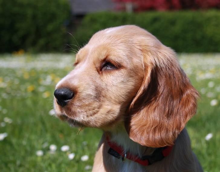 Cocker spaniel Tessa - Flot hoved billede 13