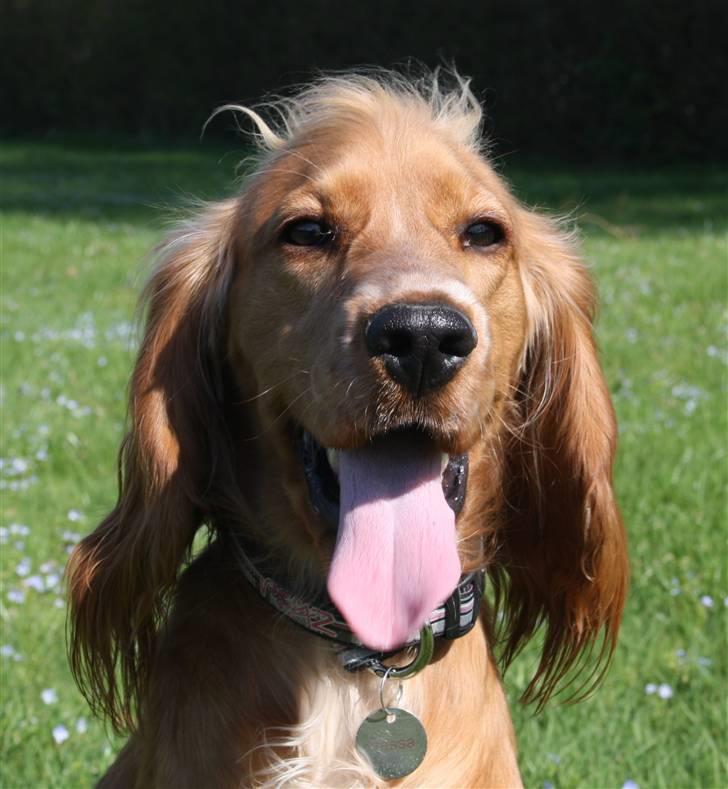 Cocker spaniel Tessa - Tessa er nu "VOKSEN" er nu lidt over et år gammel  billede 14
